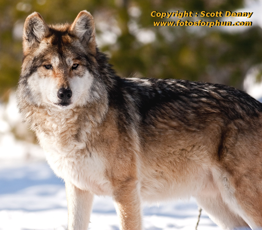 Mexican gray wolf